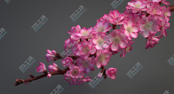 images/goods_img/20210312/3D Realistic Sakura Branch model/4.jpg